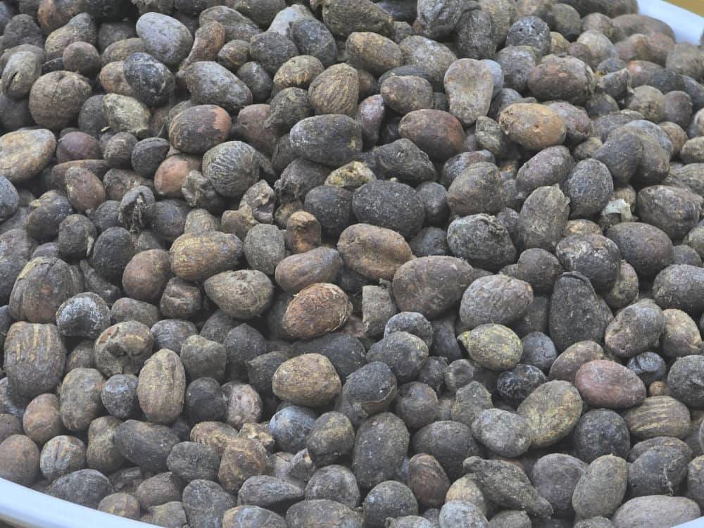 Amandes de karité saisies