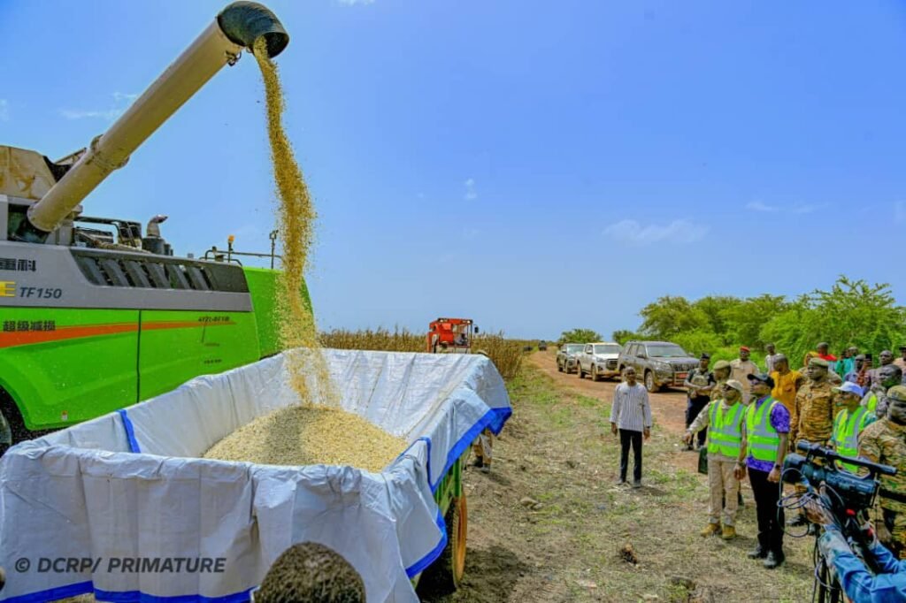 La moissonneuse-batteuse déversant les grains de maïs à l’issue de l’opération de récolte.
